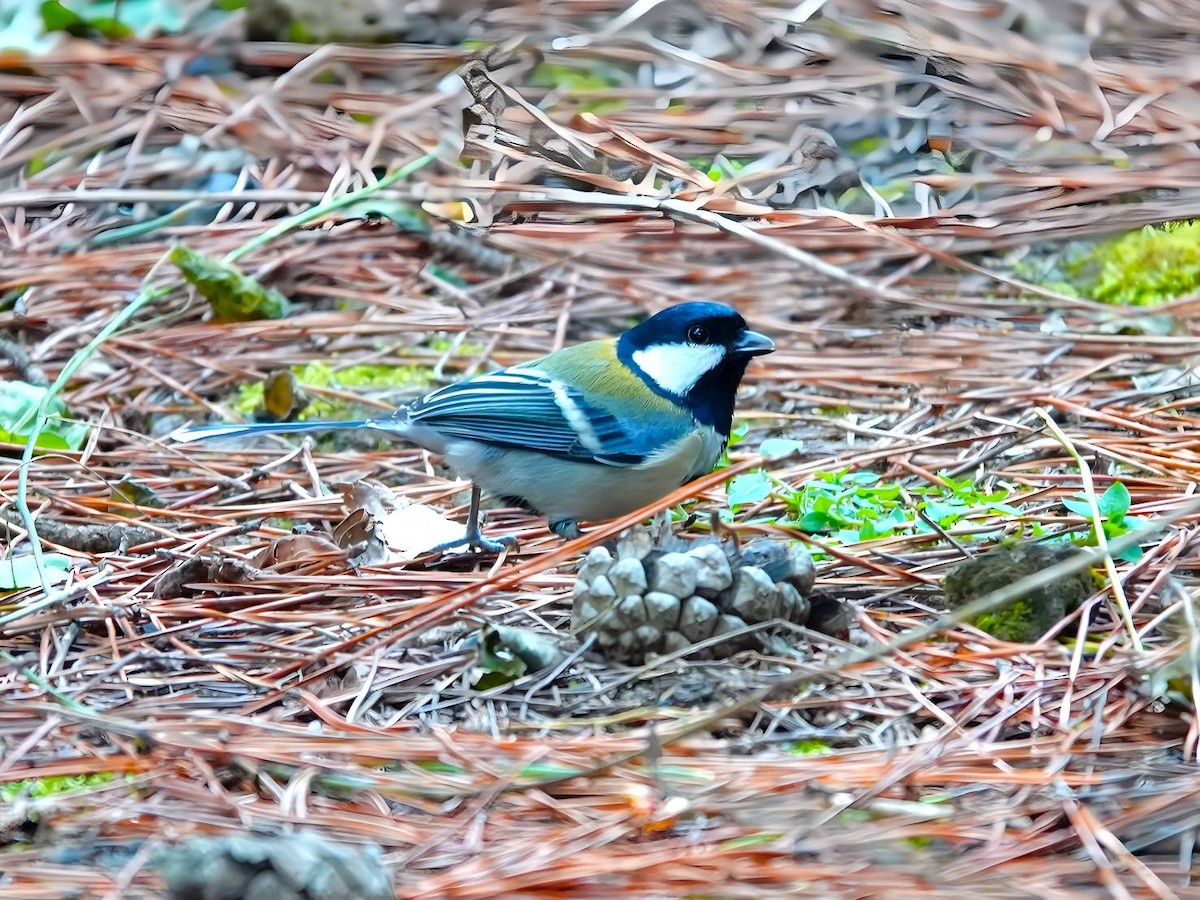 Japanese Tit - Frederic  Liu