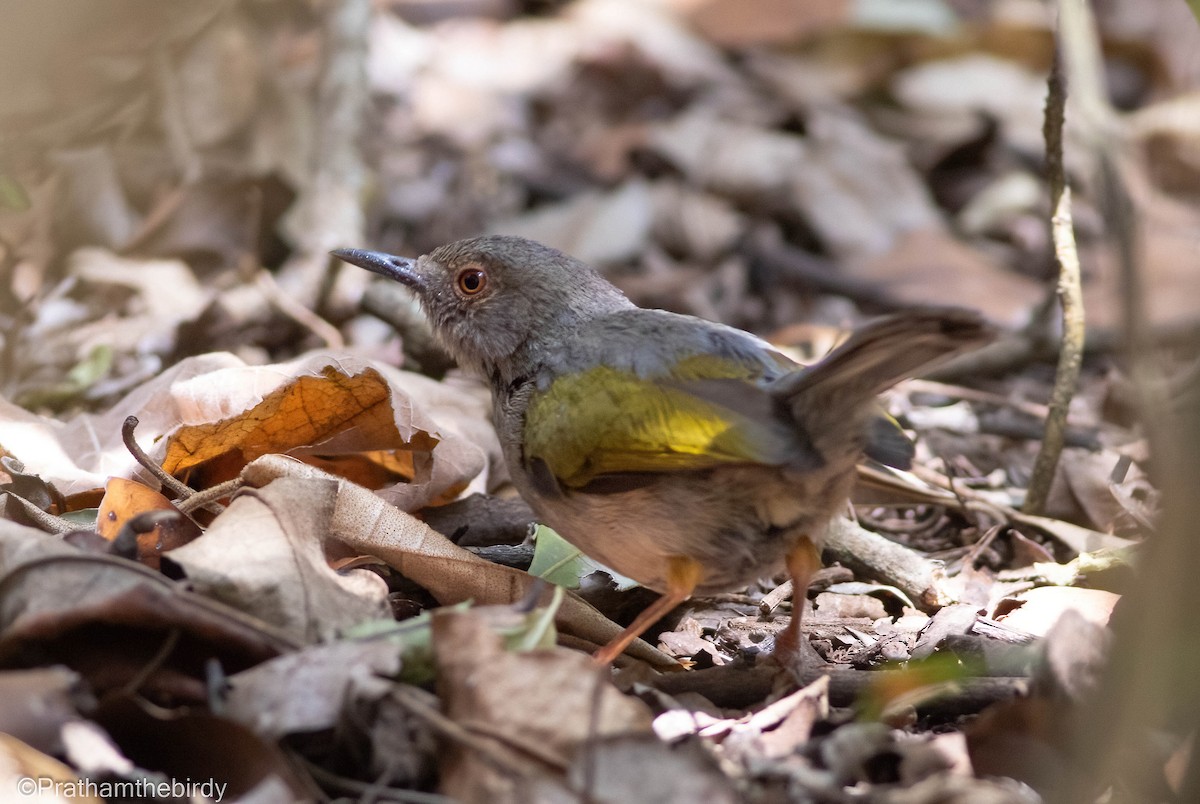 Green-backed Camaroptera - ML614881929