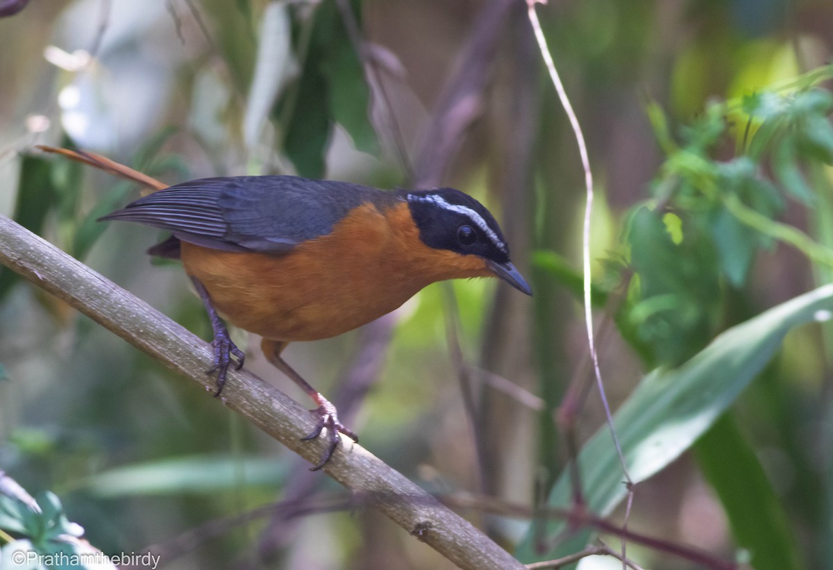 Rüppell's Robin-Chat - ML614881933