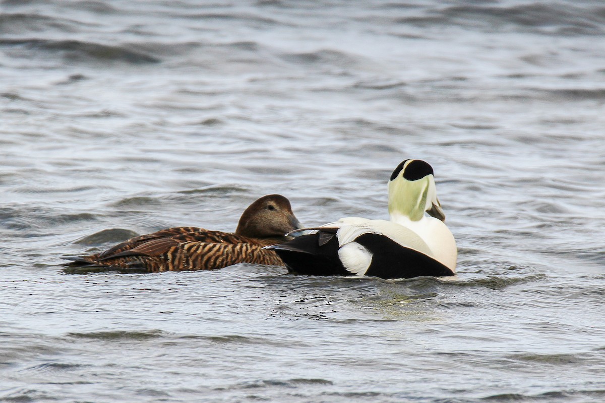 Common Eider - ML614881949