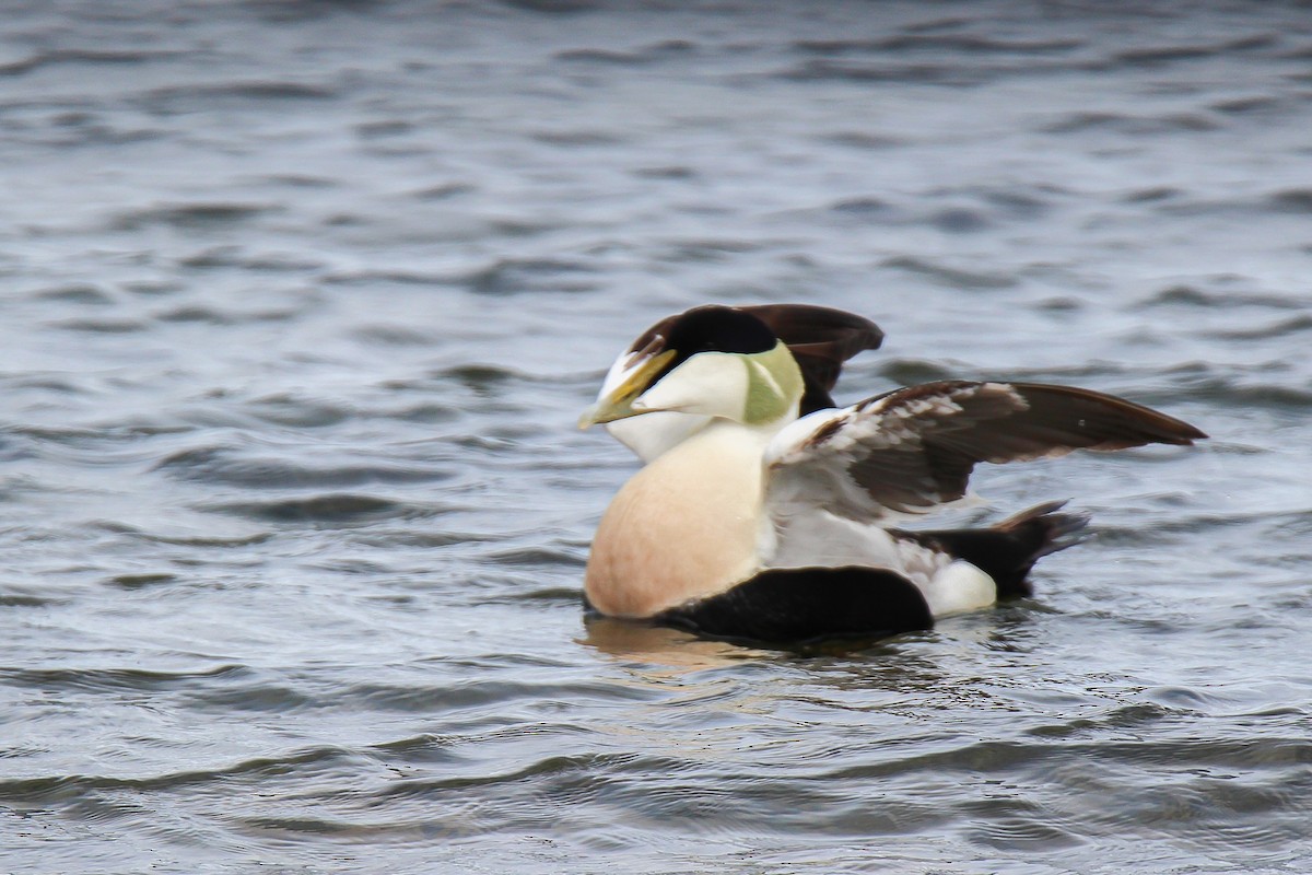 Common Eider - ML614881950