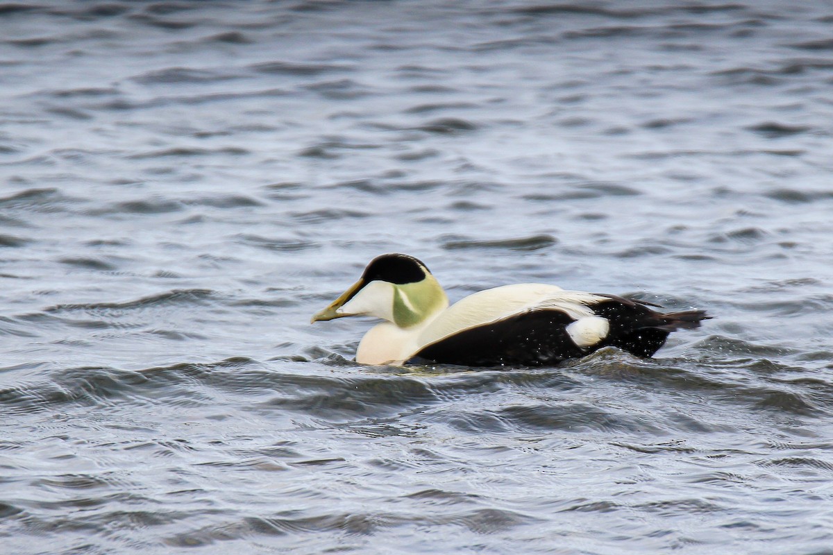 Common Eider - ML614881951