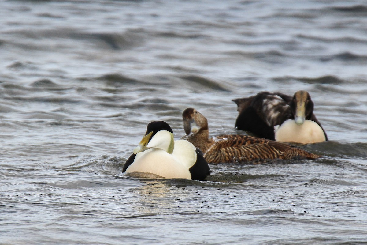 Common Eider - ML614881952