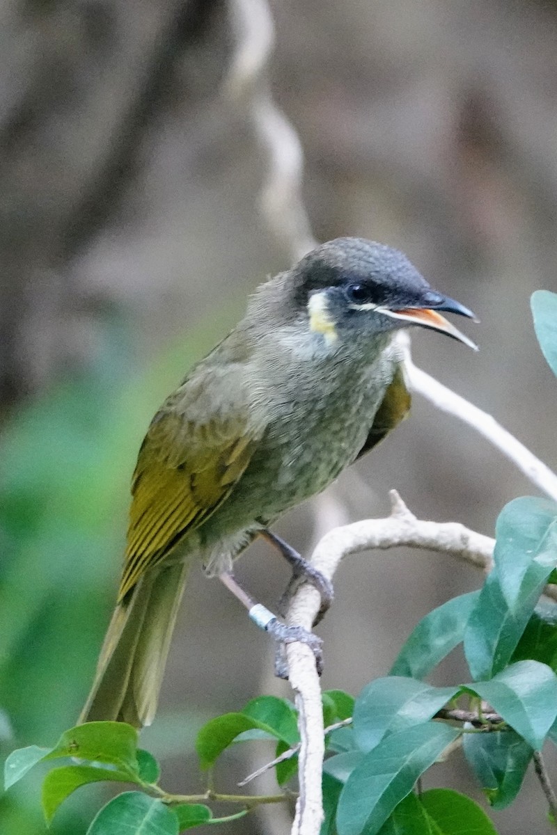 Lewin's Honeyeater - ML614881953