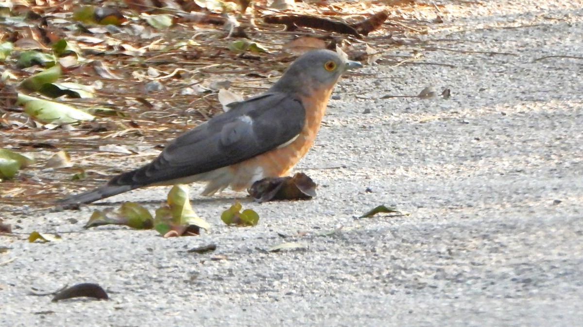 Common Hawk-Cuckoo - Girish Chhatpar