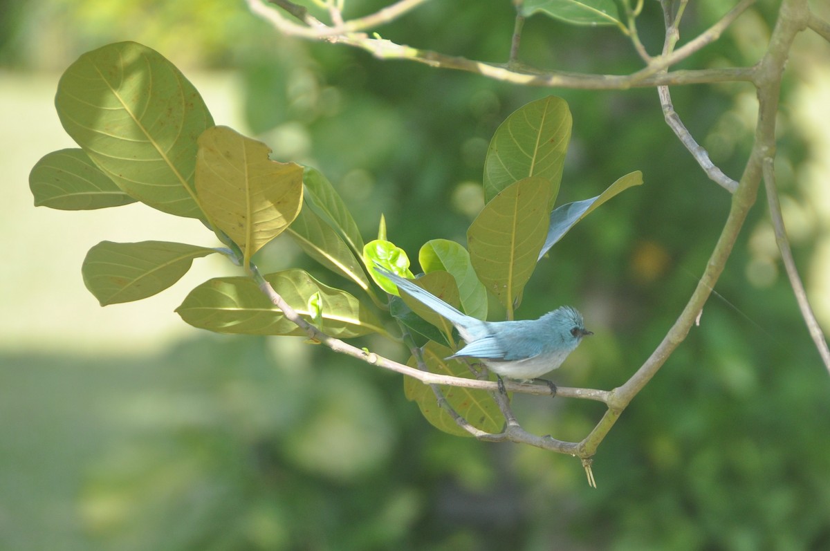 African Blue Flycatcher - Petra Schaefer