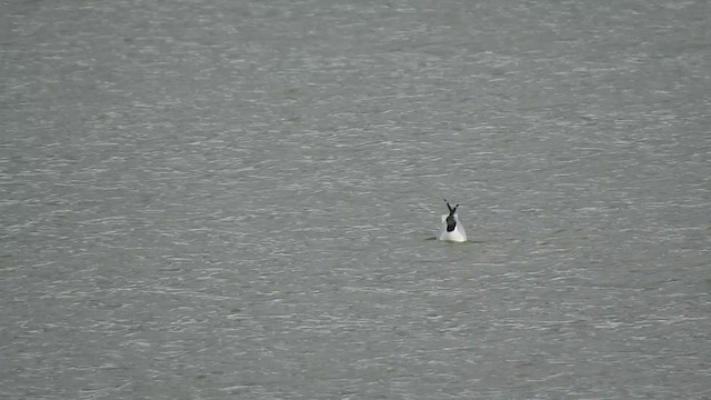 Black-headed Gull - ML614882032