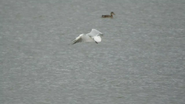 Black-headed Gull - ML614882033