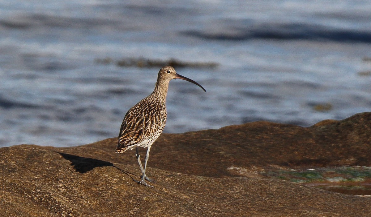 Eurasian Curlew - ML614882040