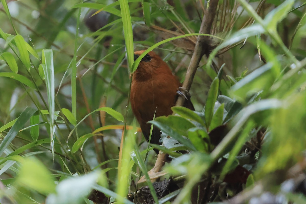 Rusty-headed Spinetail - Russ Ruffing