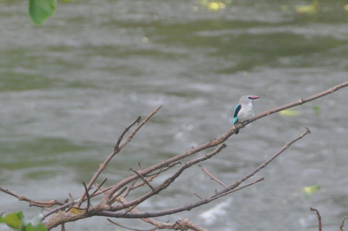 Woodland Kingfisher - ML614882112