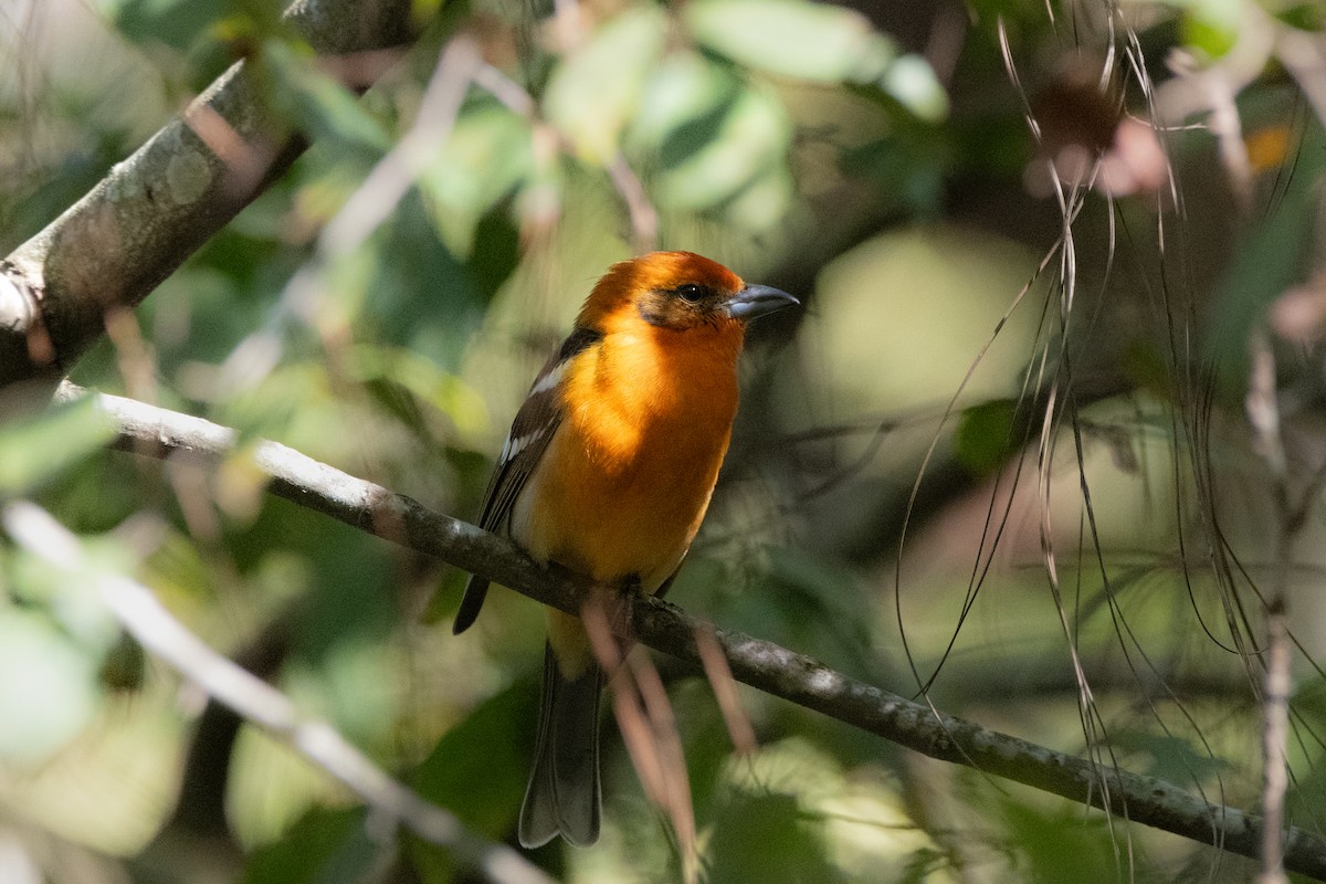 Flame-colored Tanager - ML614882117