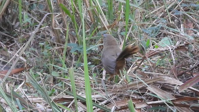 Rufous Babbler - ML614882138