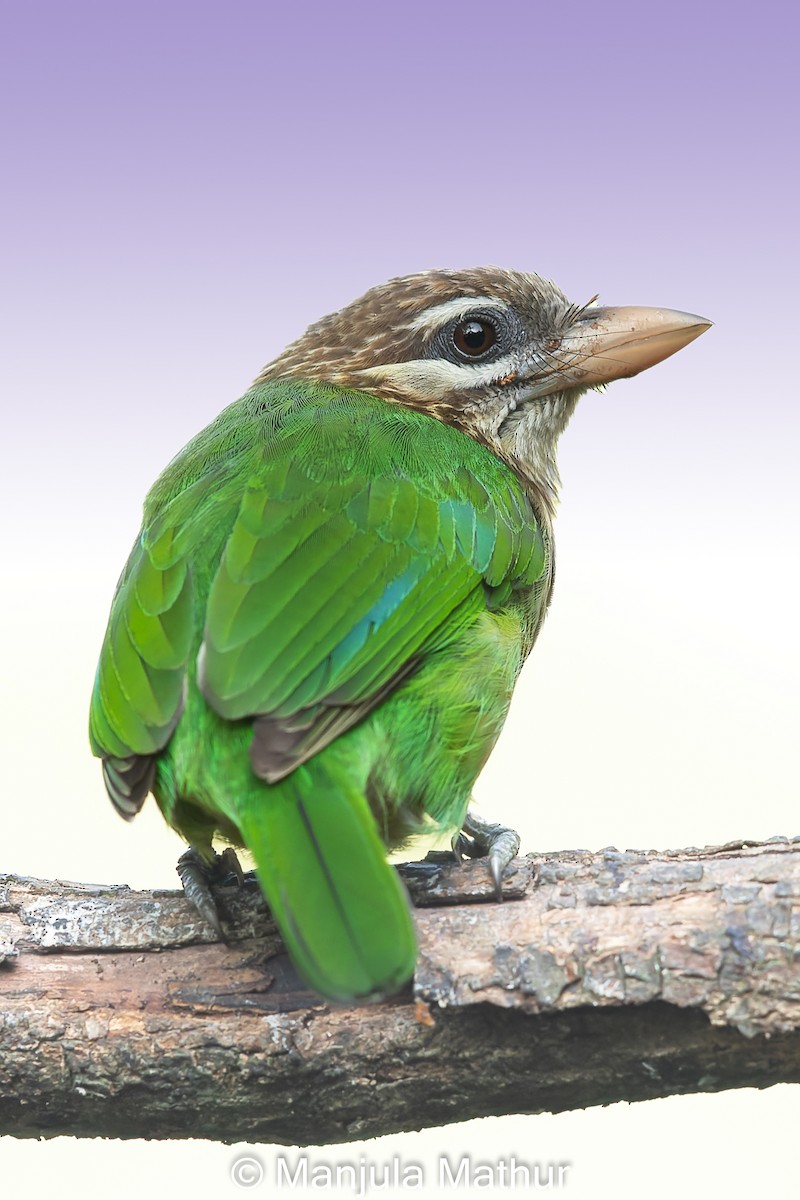 White-cheeked Barbet - ML614882142