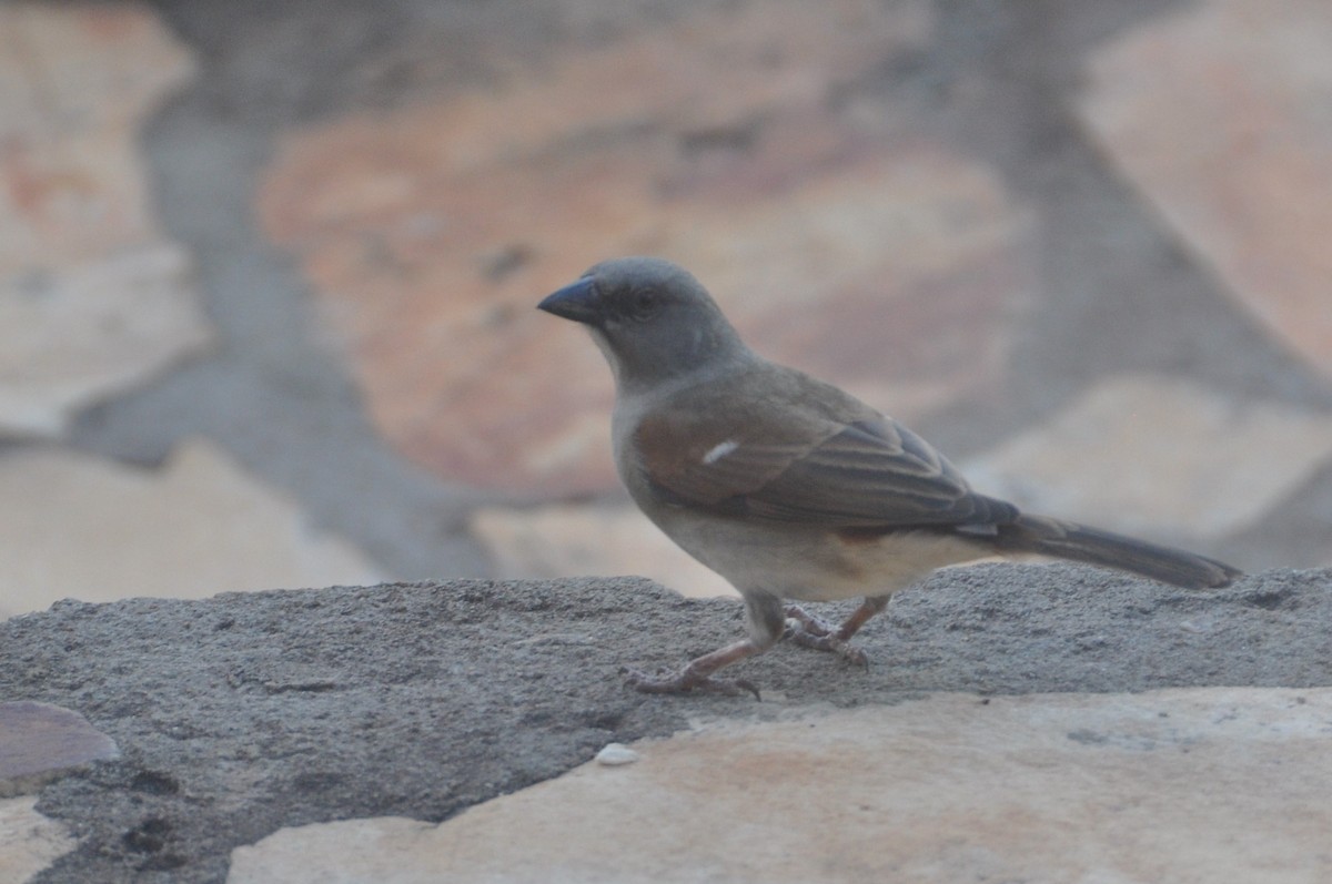 Northern Gray-headed Sparrow - ML614882154