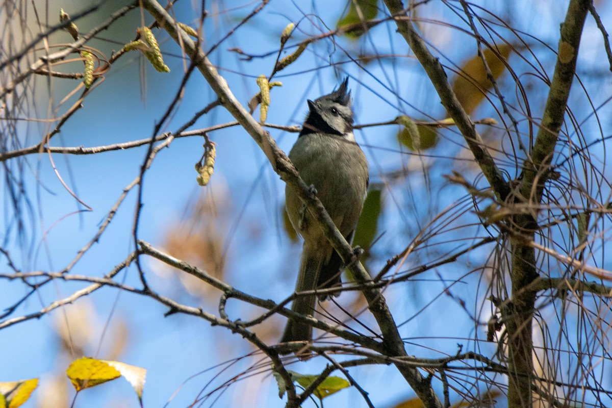 Bridled Titmouse - ML614882164