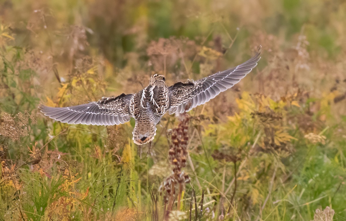 Pin-tailed Snipe - ML614882221