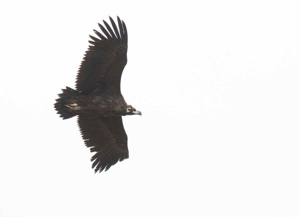 Cinereous Vulture - ML614882232