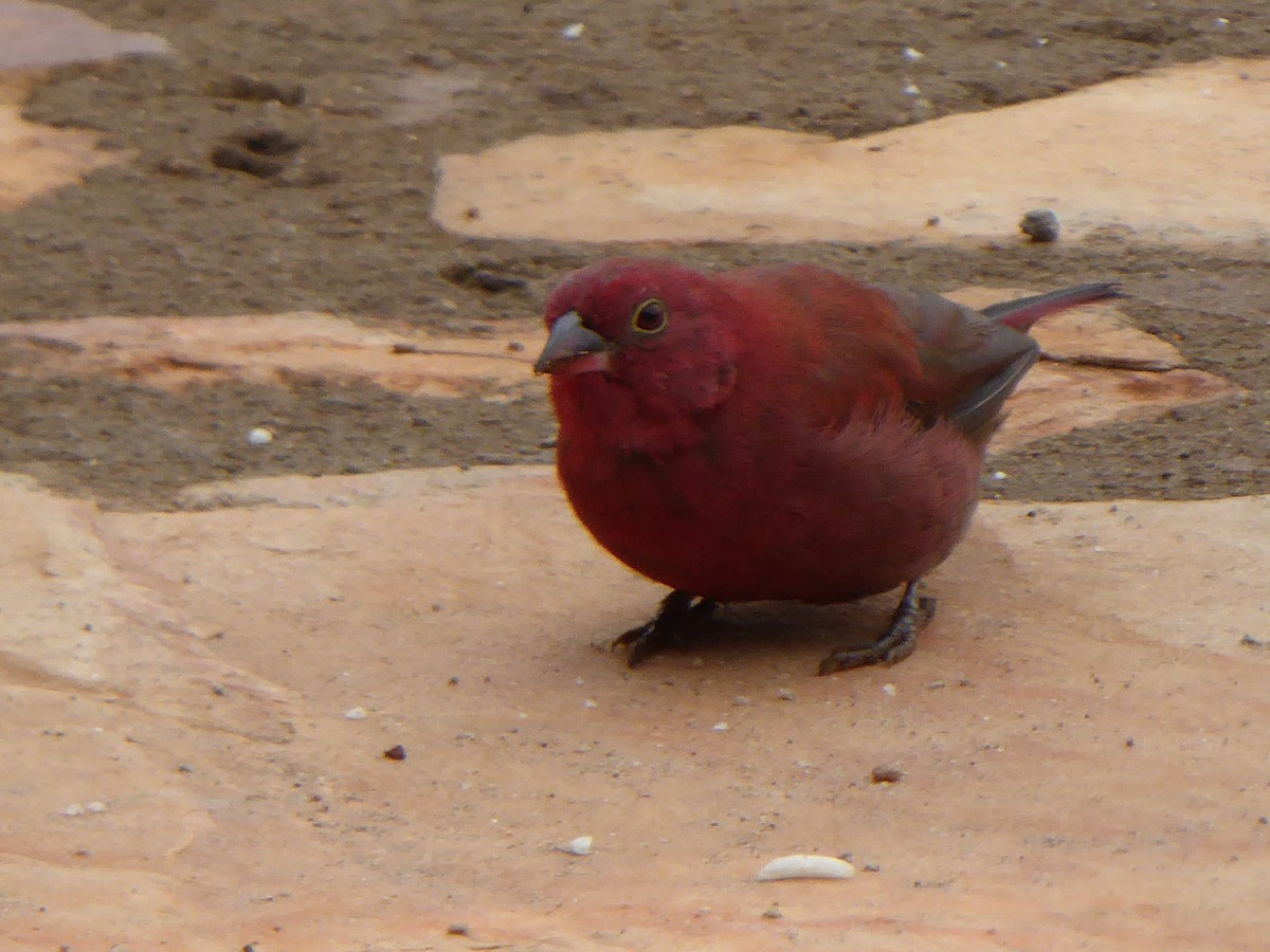 African Firefinch - ML614882238