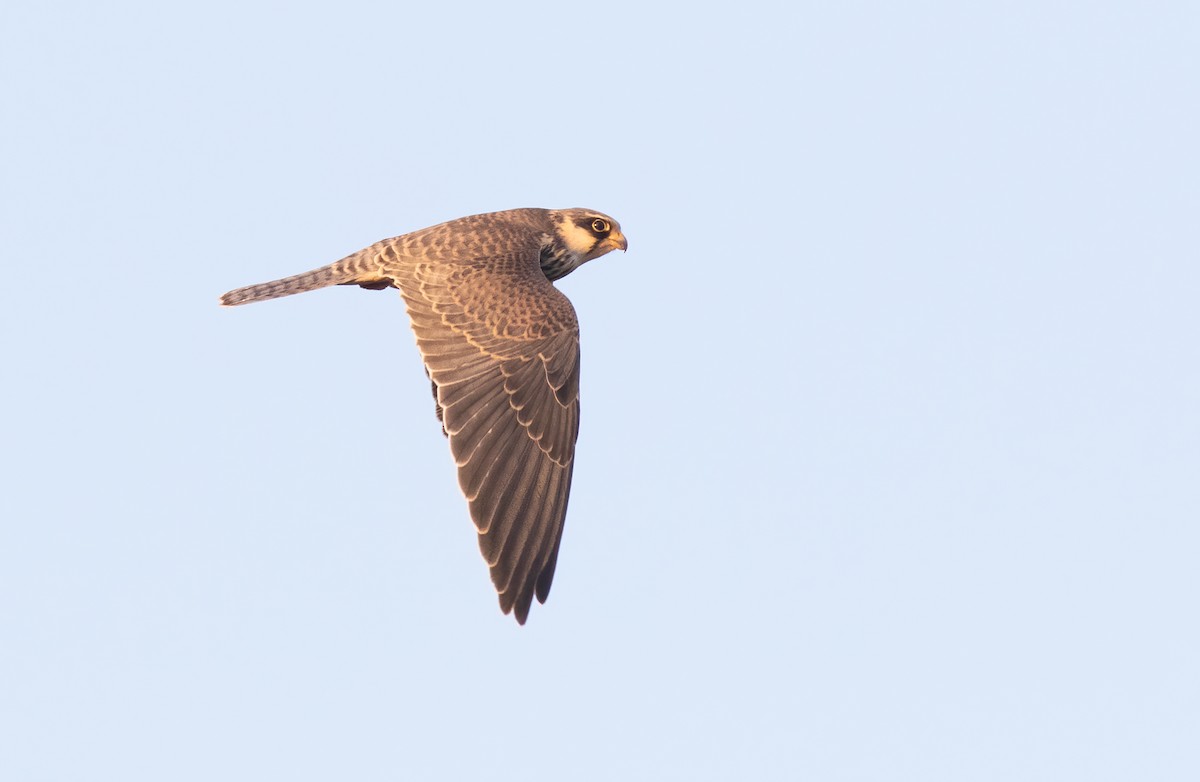 Amur Falcon - ML614882240