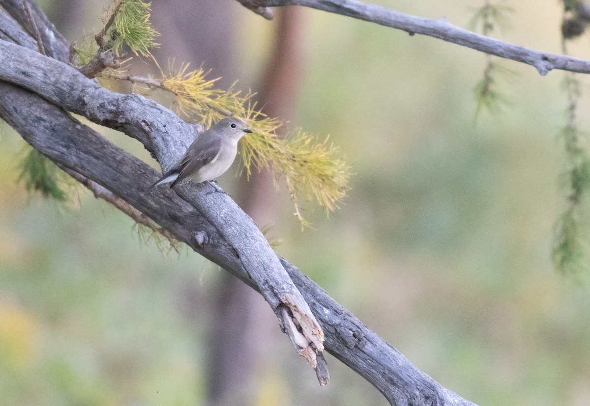 Taiga Flycatcher - ML614882257