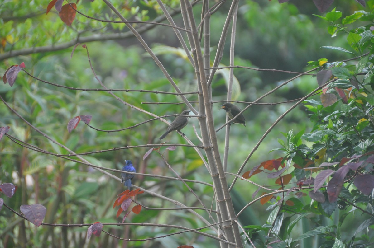 Red-chested Sunbird - ML614882279