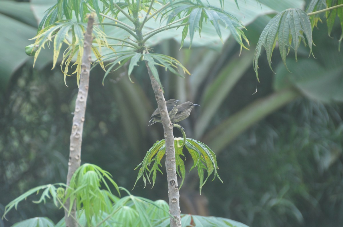 Red-chested Sunbird - ML614882288