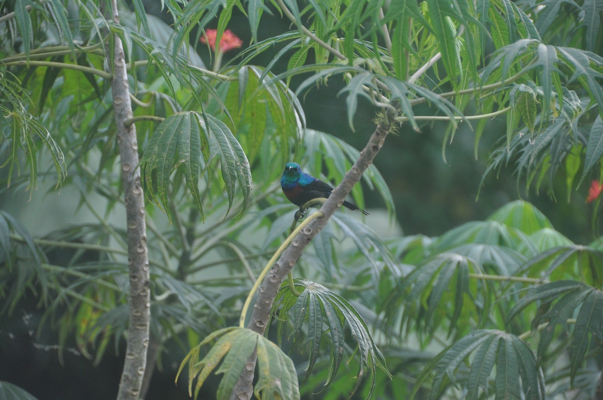 Red-chested Sunbird - ML614882289