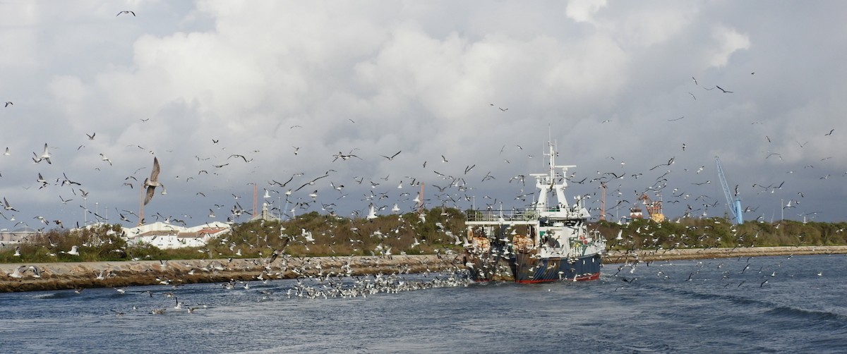 Yellow-legged/Lesser Black-backed Gull - ML614882334