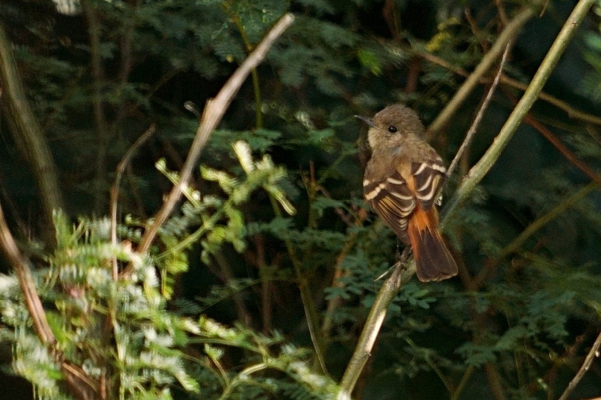 White-winged Black-Tyrant - ML614882428