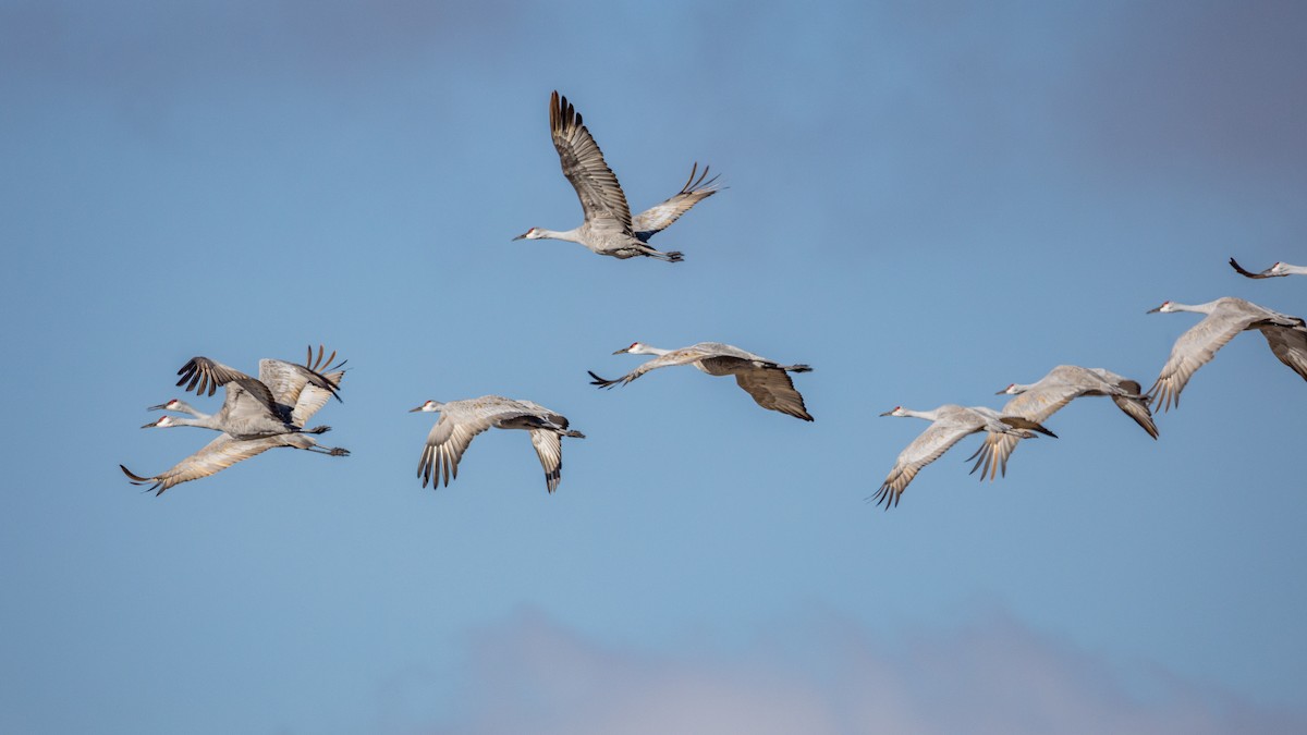 Sandhill Crane - Anonymous