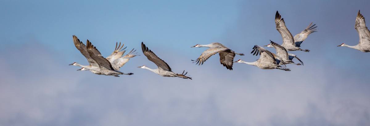 Sandhill Crane - Anonymous