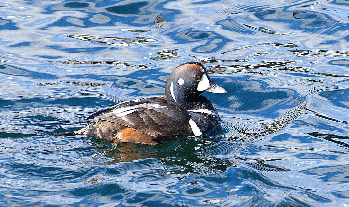 Harlequin Duck - ML614882510