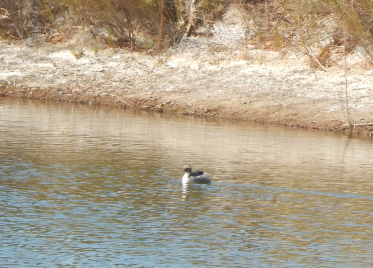 Silvery Grebe - ML614882513