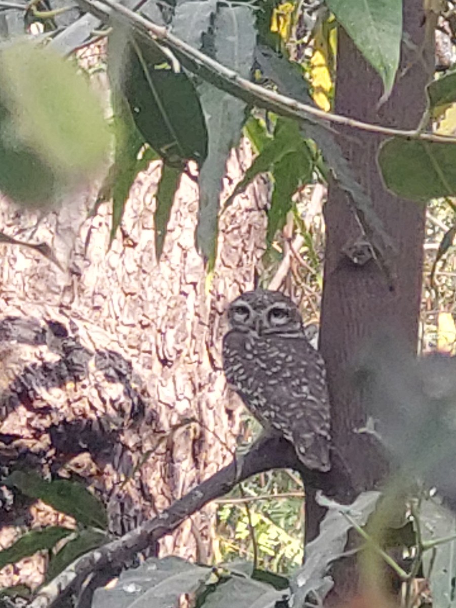 Spotted Owlet - ML614882558