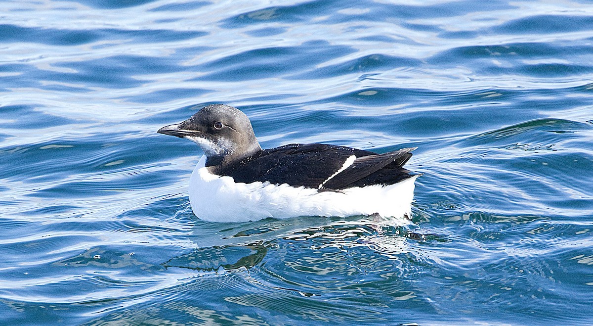 Thick-billed Murre - ML614882592