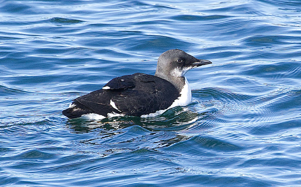 Thick-billed Murre - ML614882593