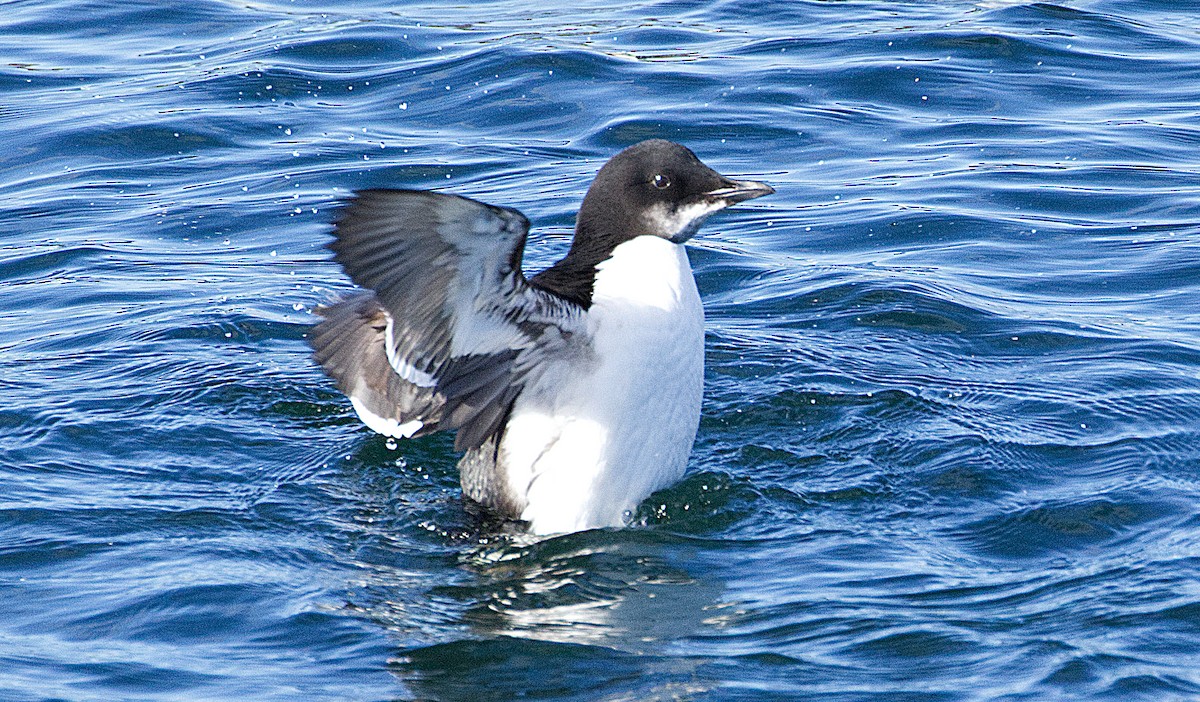 Thick-billed Murre - ML614882595