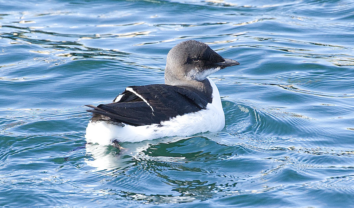 Thick-billed Murre - ML614882596