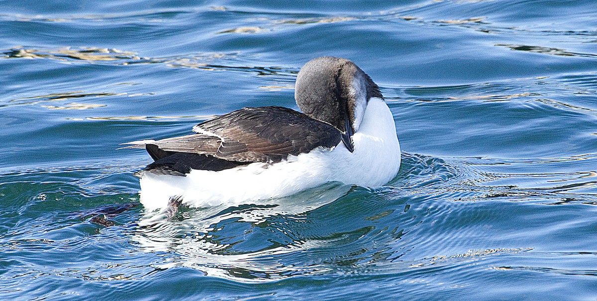 Thick-billed Murre - ML614882597