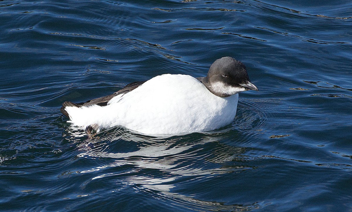 Thick-billed Murre - ML614882602