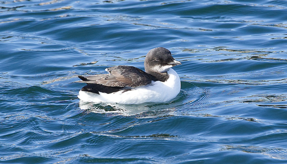 Thick-billed Murre - ML614882603