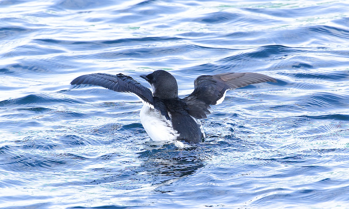 Thick-billed Murre - ML614882604