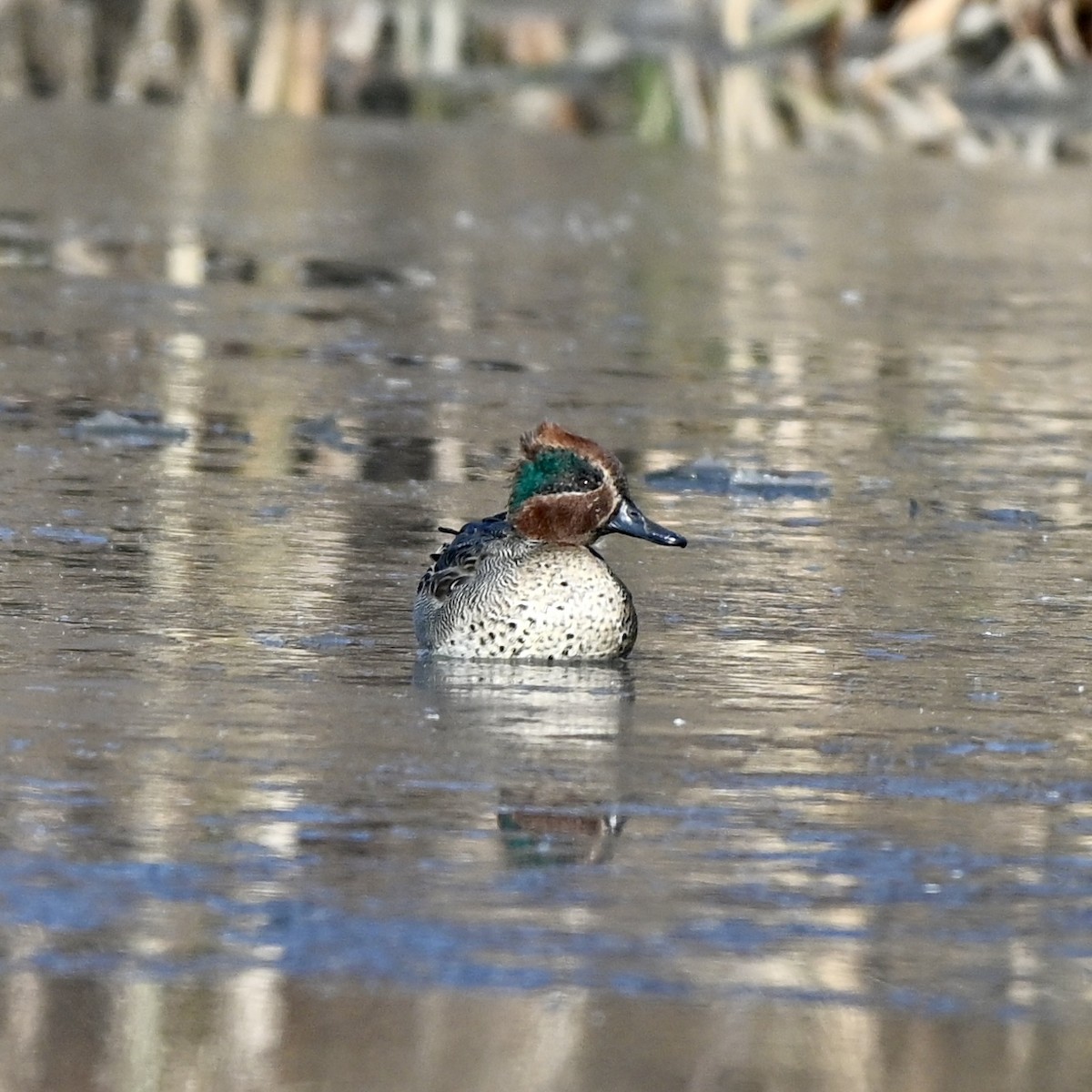 Green-winged Teal (Eurasian) - ML614882622