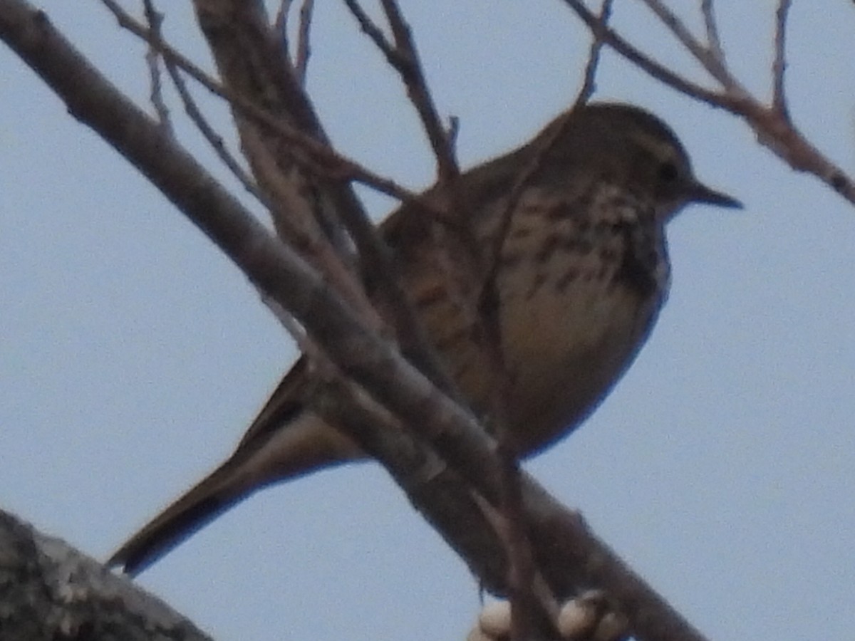 American Pipit - ML614882650