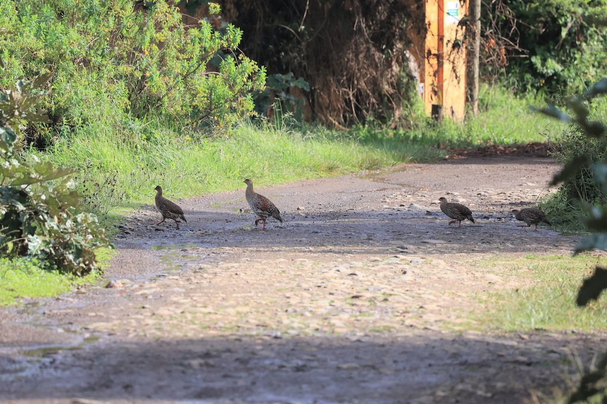 Francolin à cou roux (castaneicollis) - ML614882651