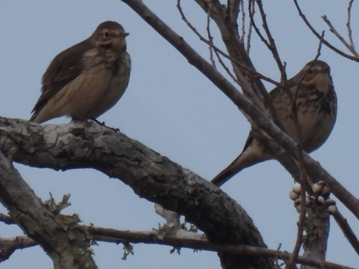 American Pipit - ML614882653