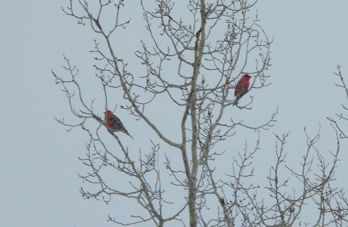 Pine Grosbeak - Nicole St-Amant