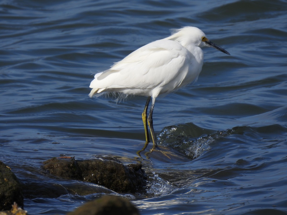 Snowy Egret - ML614882700