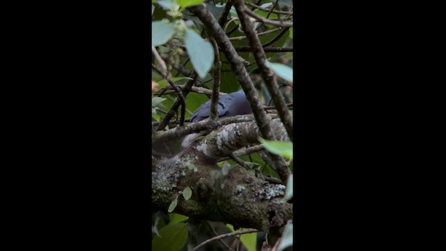 Maroon-chested Ground Dove - ML614882724